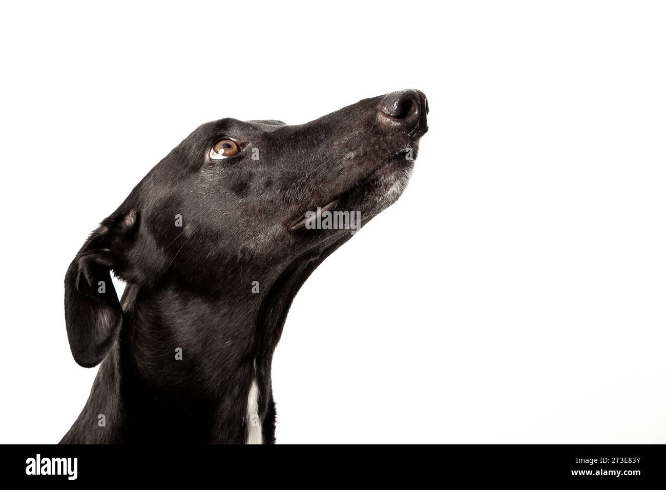 greyhound nero con sfondo bianco Foto Stock