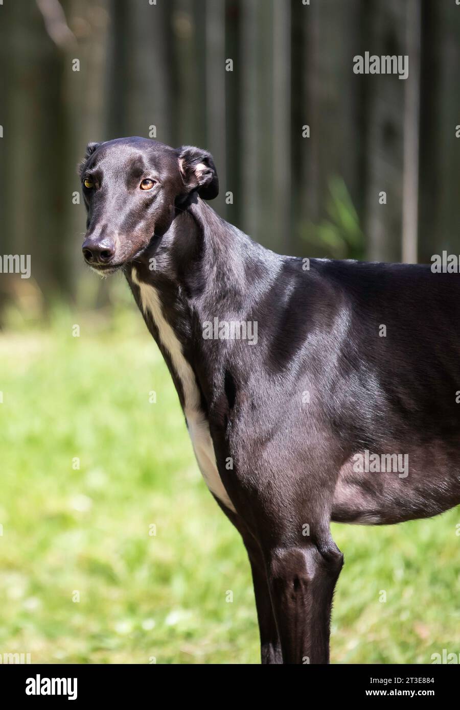 Greyhound nero all'aperto Foto Stock
