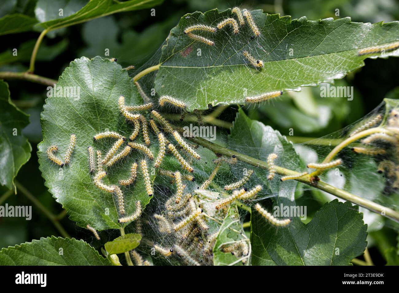 Caterpillar di falena in rete di seta su un ramo di meli. I caterpillar di bachi da seta in speciali tende di seta atterrano su foglie di alberi e divorano. Selez Foto Stock