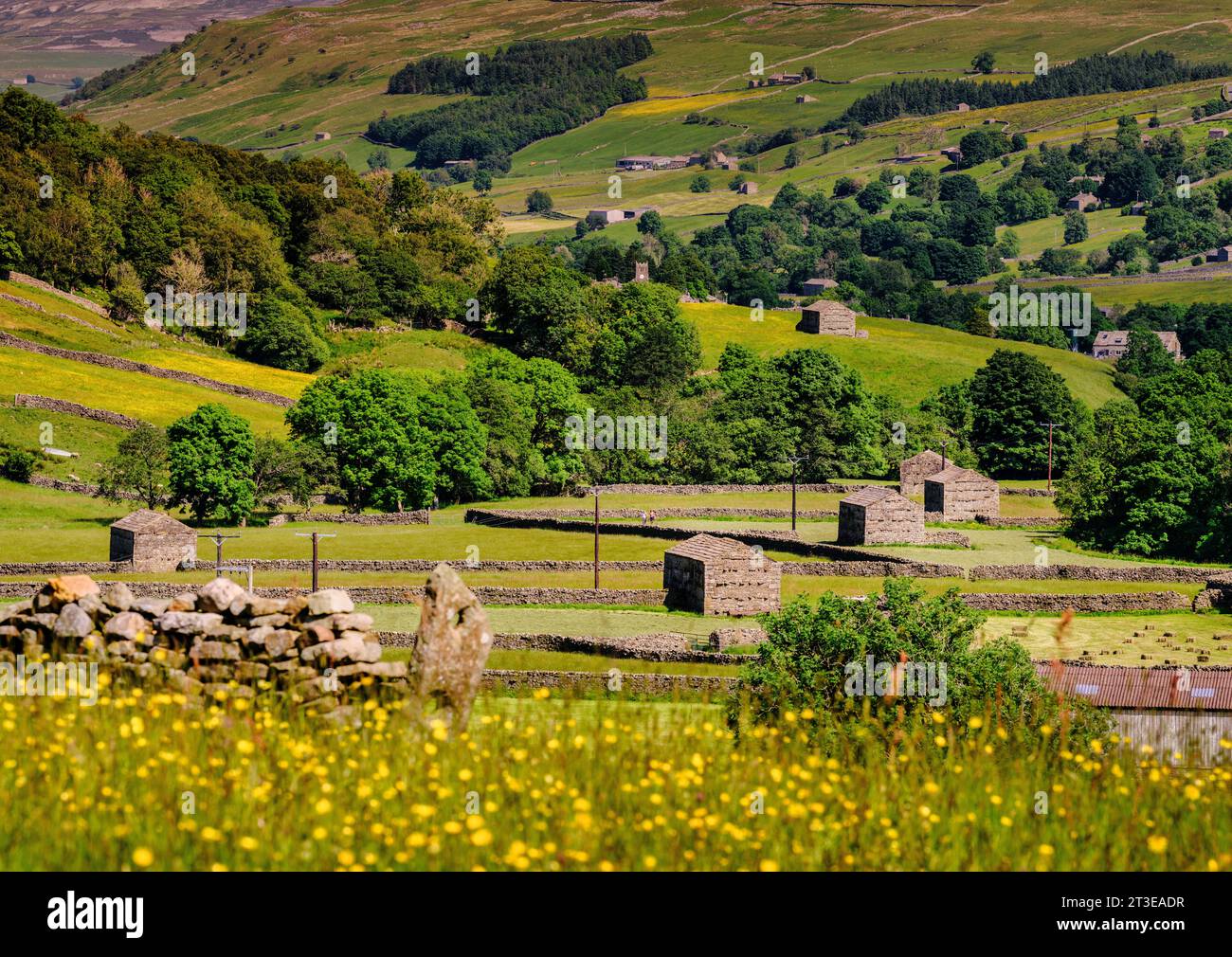Prati di Buttercup con i loro caratteristici fienili in pietra che circondano l'area vicino al villaggio di Thwaite a Swaledale nel North Yorkshire, Regno Unito Foto Stock