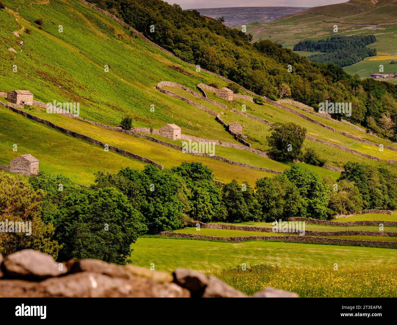 Prati di Buttercup con i loro caratteristici fienili in pietra che circondano l'area vicino al villaggio di Thwaite a Swaledale nel North Yorkshire, Regno Unito Foto Stock