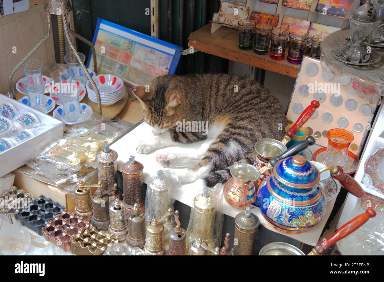 Negozio di souvenir Turchia nella città vecchia di Istanbul con un gatto rilassato Foto Stock