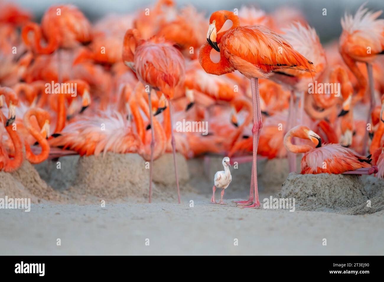 Adorabile pulcino accanto al suo genitore MESSICO, Si può vedere Un AMABILE pulcino di fenicottero caraibico che cerca di imitare gli adulti in questi adora Foto Stock