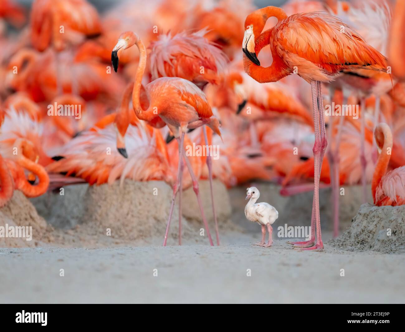 Baby flamingo in piedi accanto al suo genitore MESSICO Un ADORABILE chicklet di fenicottero caraibico può essere visto cercando di imitare gli adulti in questi adorabili pict Foto Stock