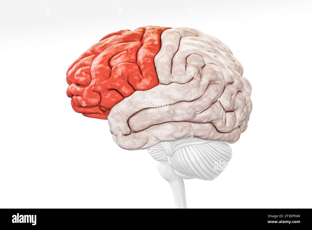 Lobo frontale della corteccia cerebrale nella vista del profilo di colore rosso isolata su sfondo bianco illustrazione di rendering 3D. Anatomia cerebrale umana, neurologia, neurosc Foto Stock