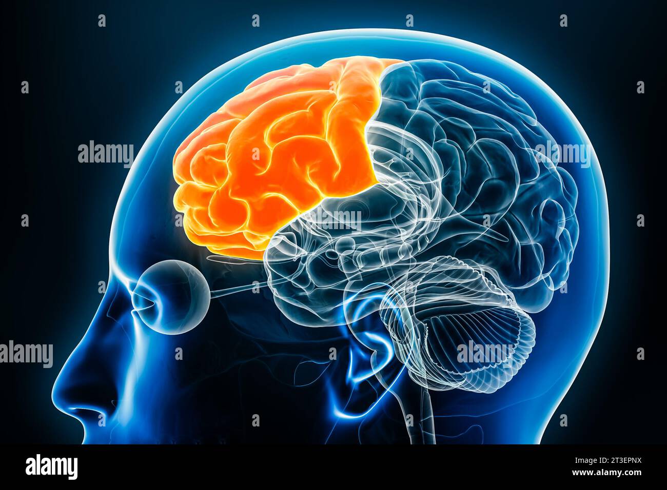 Lobo frontale della vista del profilo della corteccia cerebrale illustrazione di rendering 3D ravvicinato. Anatomia del cervello umano, neurologia, neuroscienza, medicina e salute Foto Stock