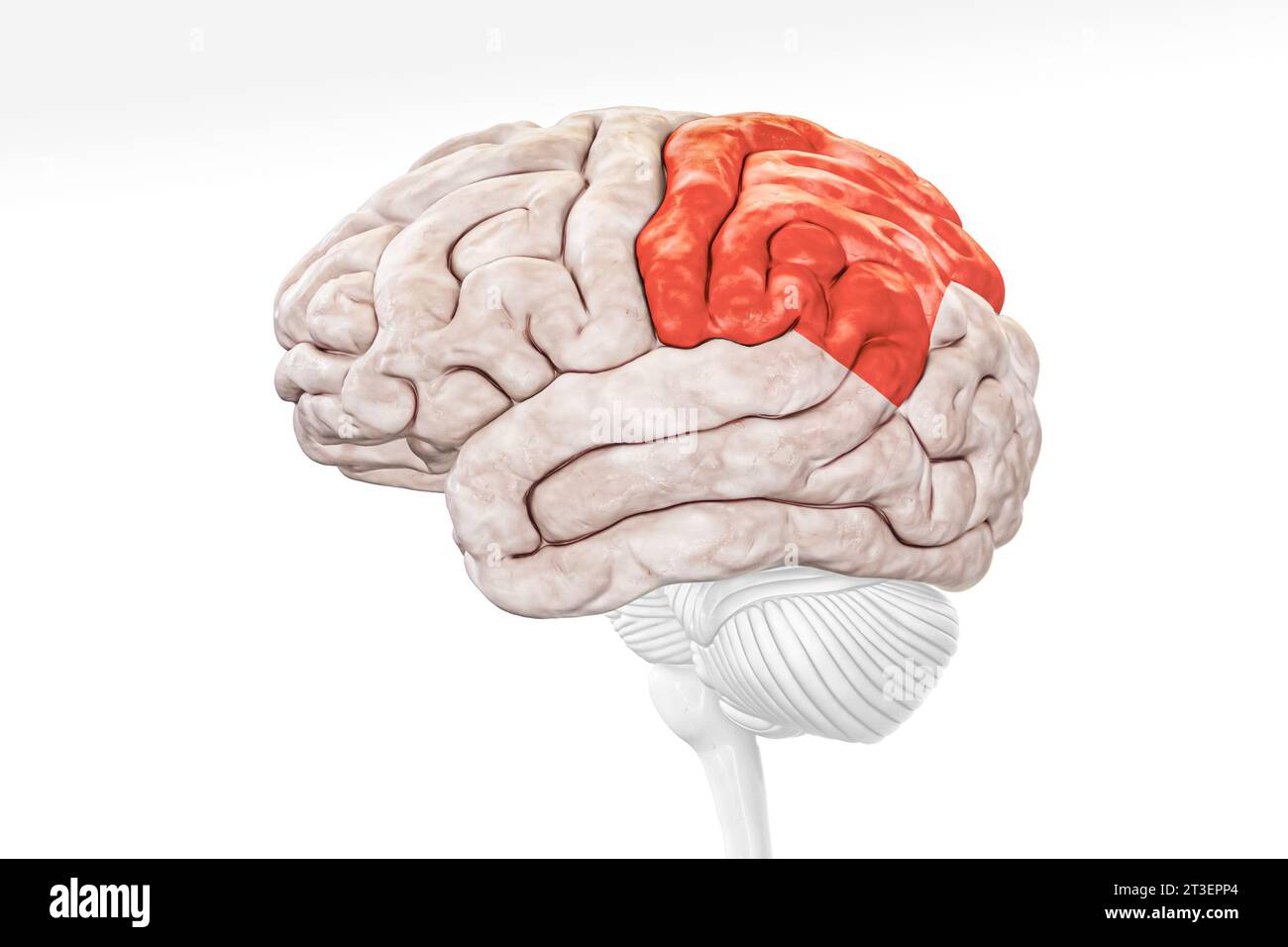 Lobo parietale della corteccia cerebrale nella vista del profilo di colore rosso isolato su sfondo bianco illustrazione di rendering 3D. Anatomia cerebrale umana, neurologia, neuros Foto Stock