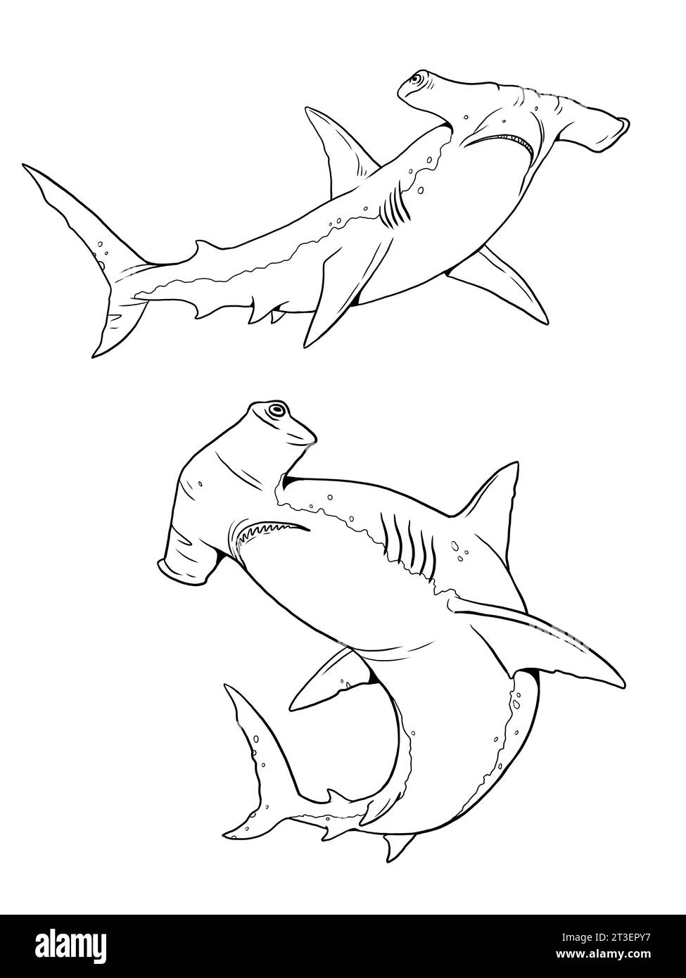 Squalo martello da colorare. Modello per un libro da colorare con animali marini. Pagina di colorazione. Foto Stock