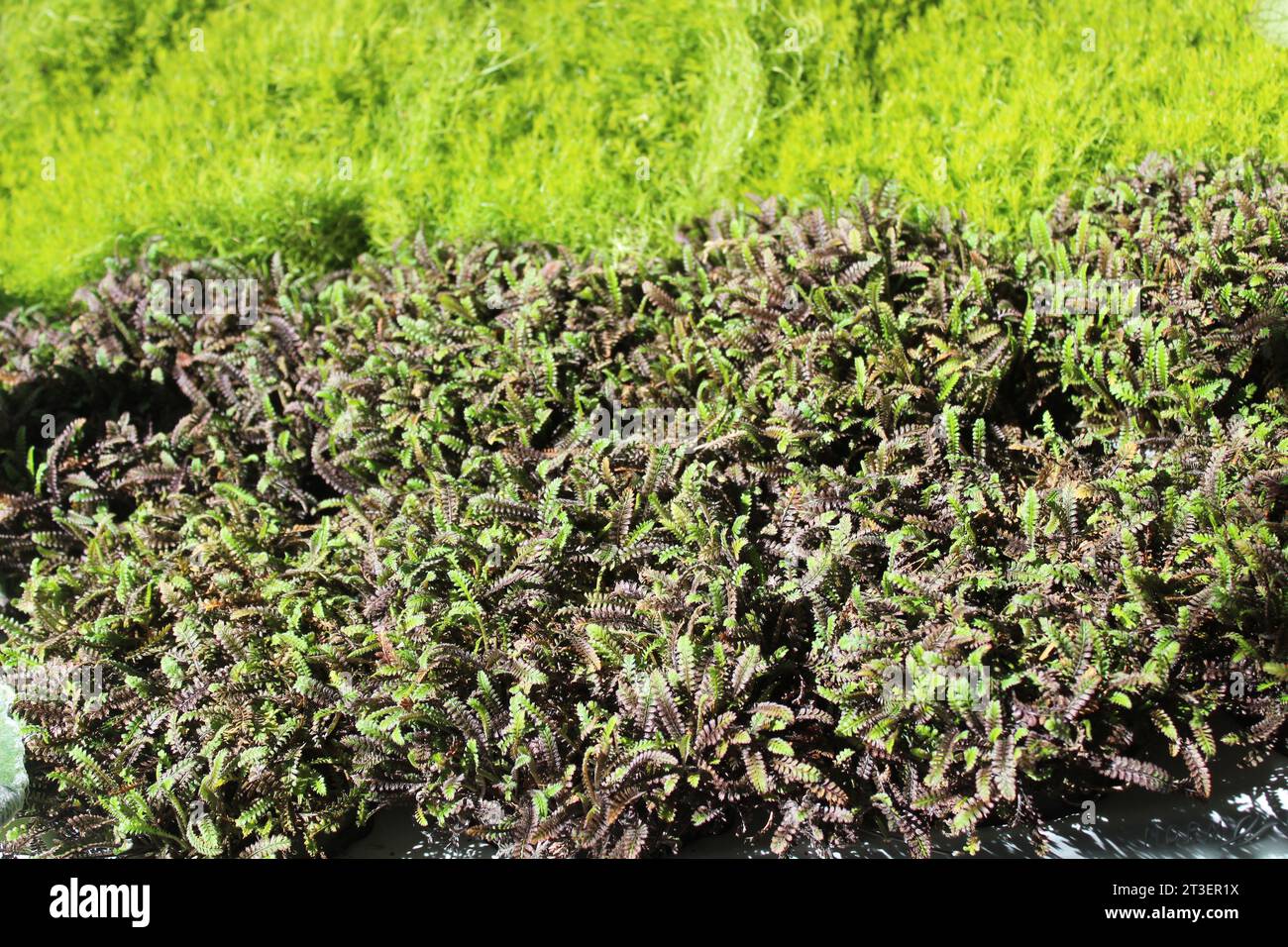 Bottoni in ottone neozelandese nel giardino Foto Stock