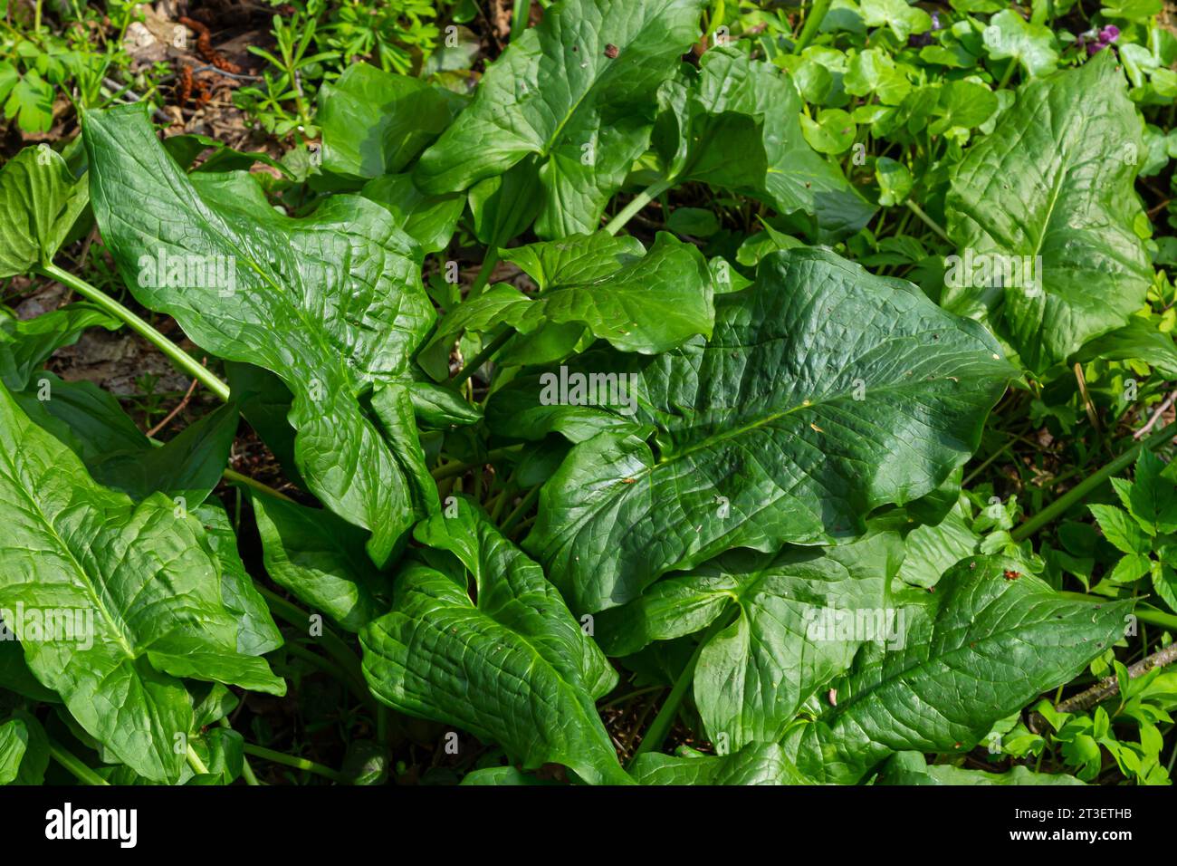 Cuckoopint o Arum maculatum freccia a forma di foglia, boschiva pianta velenosa in famiglia Araceae. foglie a forma di freccia. Altri nomi sono nakeshead, adder's ro Foto Stock