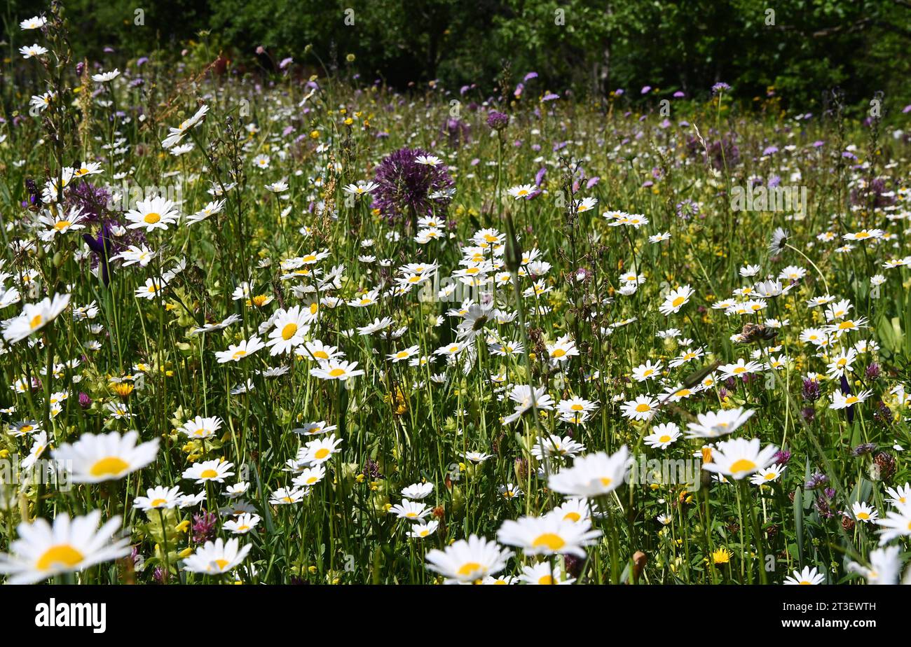 Rottenburg - Dettingen Kreis Tuebingen 31.05.2023 Doschka Garten, Thema Fruehsommer mai/Juni. Margeritenblueten auf der Magerwiese *** Rottenburg Dettingen District Tuebingen 31 05 2023 Giardino Doschka, tema inizio estate maggio giugno marguerite fiori sul magro prato credito: Imago/Alamy Live News Foto Stock