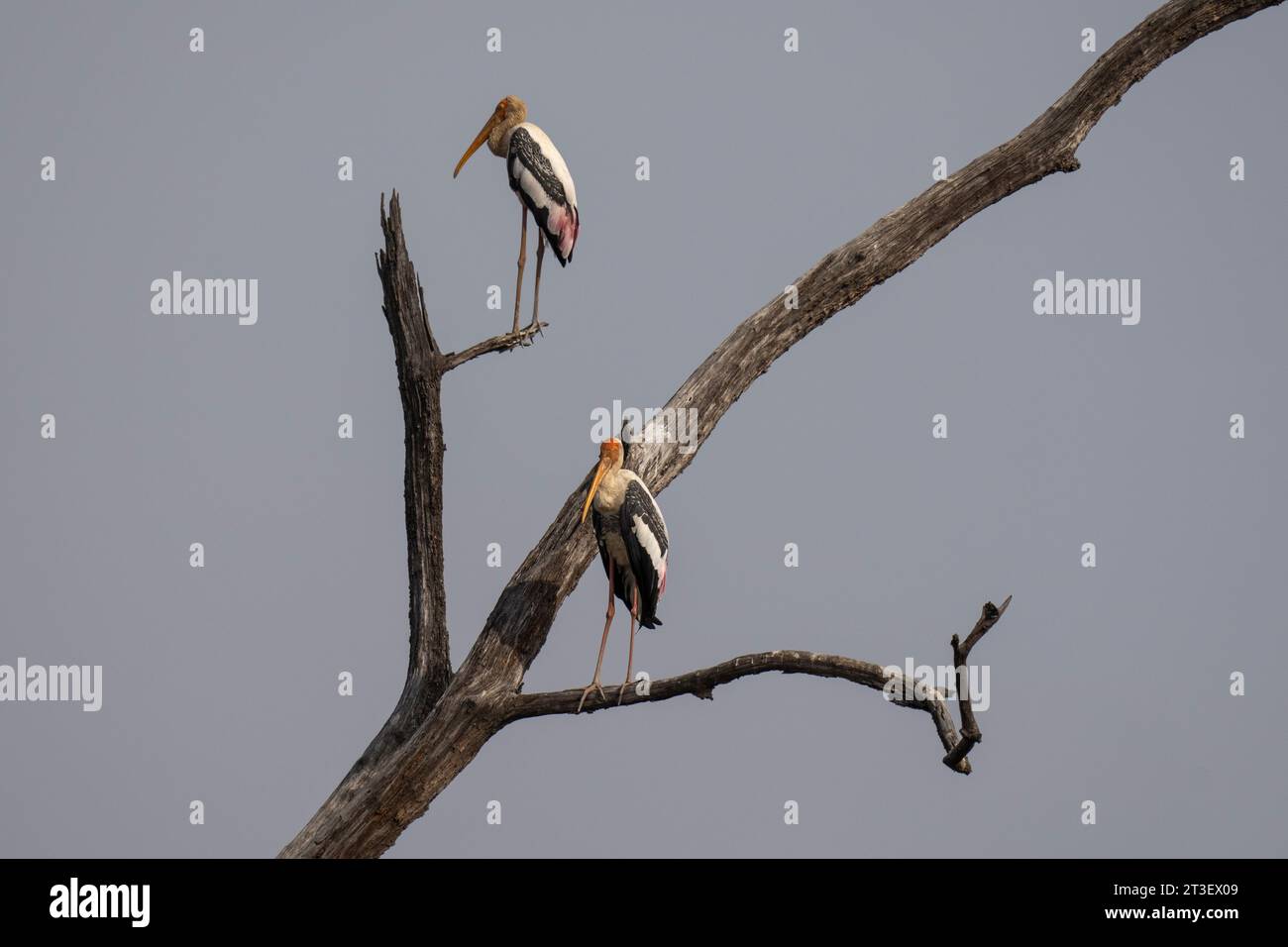 Cicogna dipinta (Mycteria leucocephala), Bandhavgarh National Park, India. Foto Stock