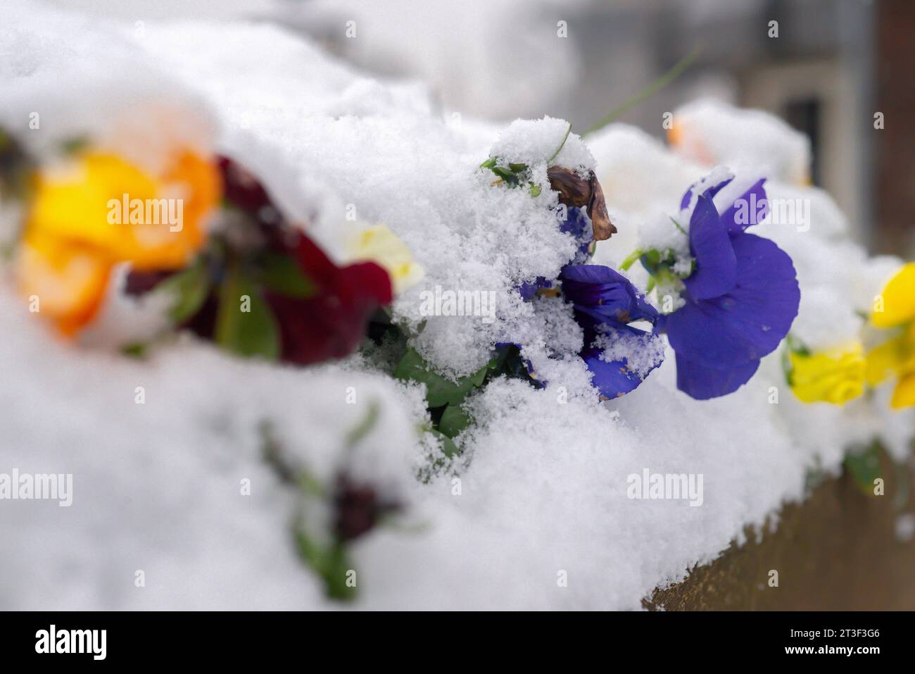 Fiori sotto la prima neve nel giorno d'inverno Foto Stock