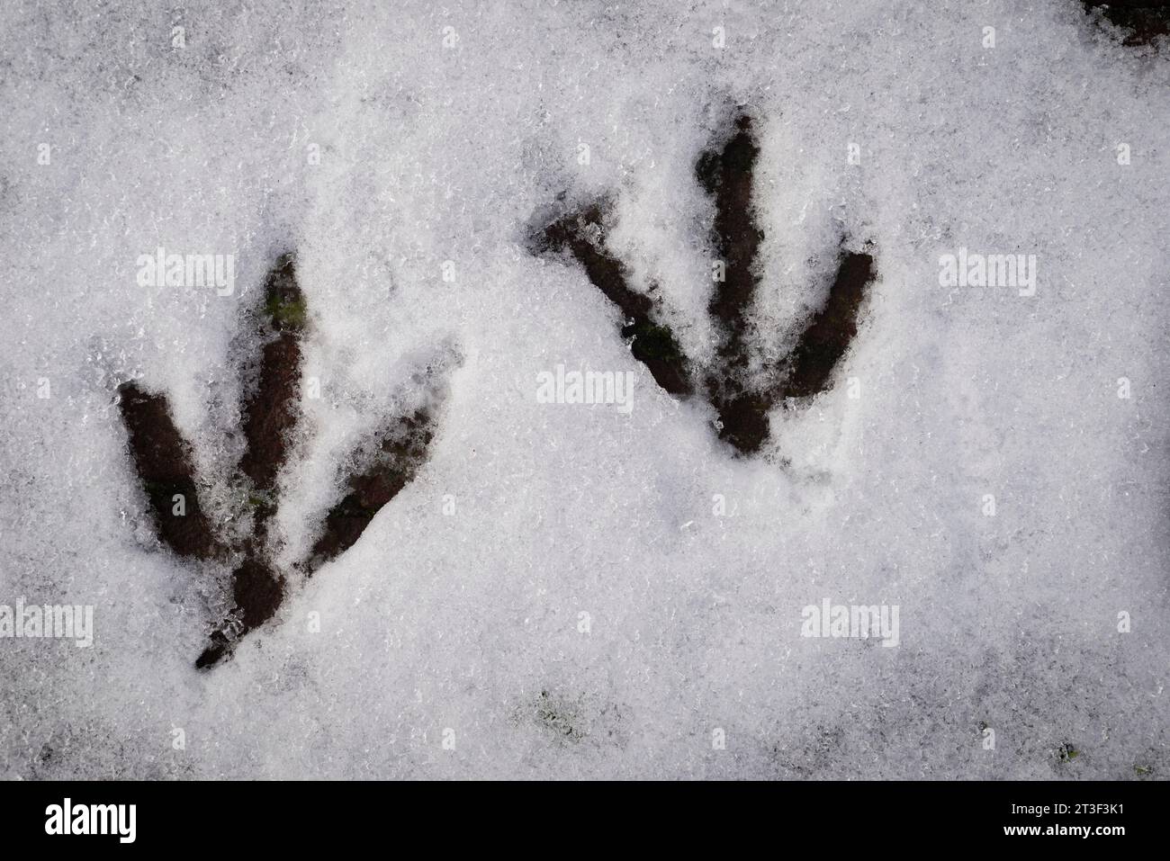 Tracce di gabbiani nella neve fresca e nuova Foto Stock
