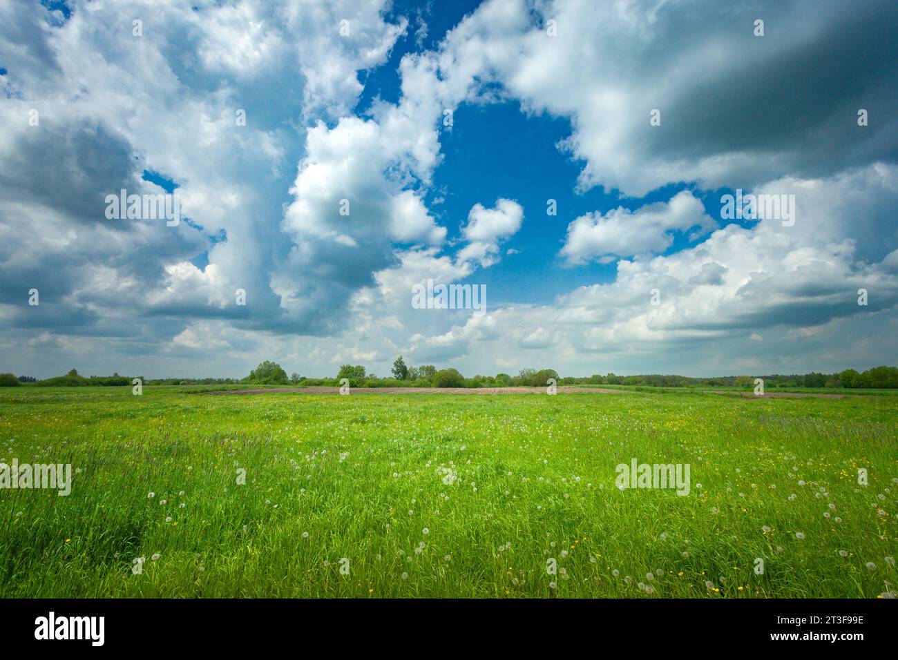 Nuvole grigie e bianche nel cielo su un prato verde rurale, il giorno di maggio Foto Stock
