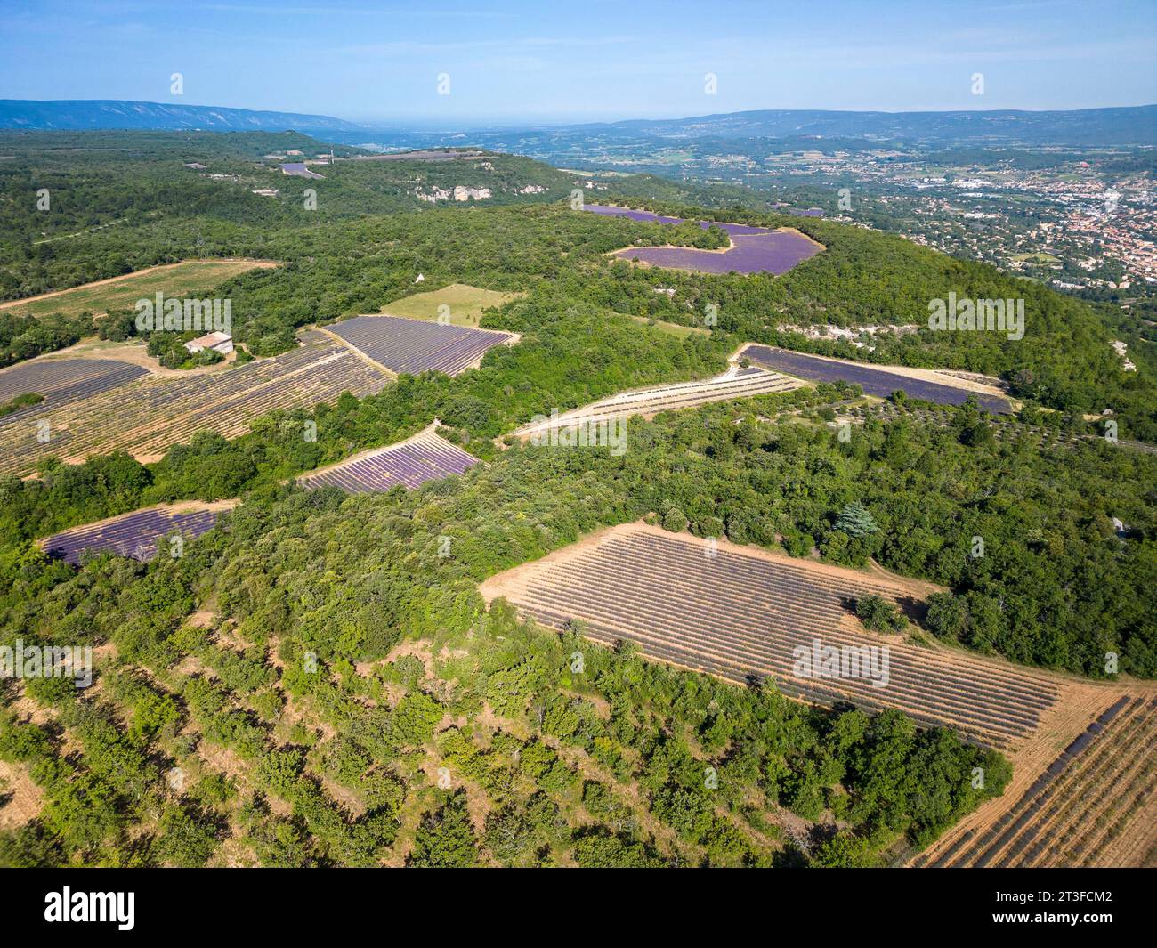 Francia, Vaucluse, parco naturale regionale del Luberon, Saignon, campo di lavanda sull'altopiano di Claparèdes (vista aerea) Foto Stock