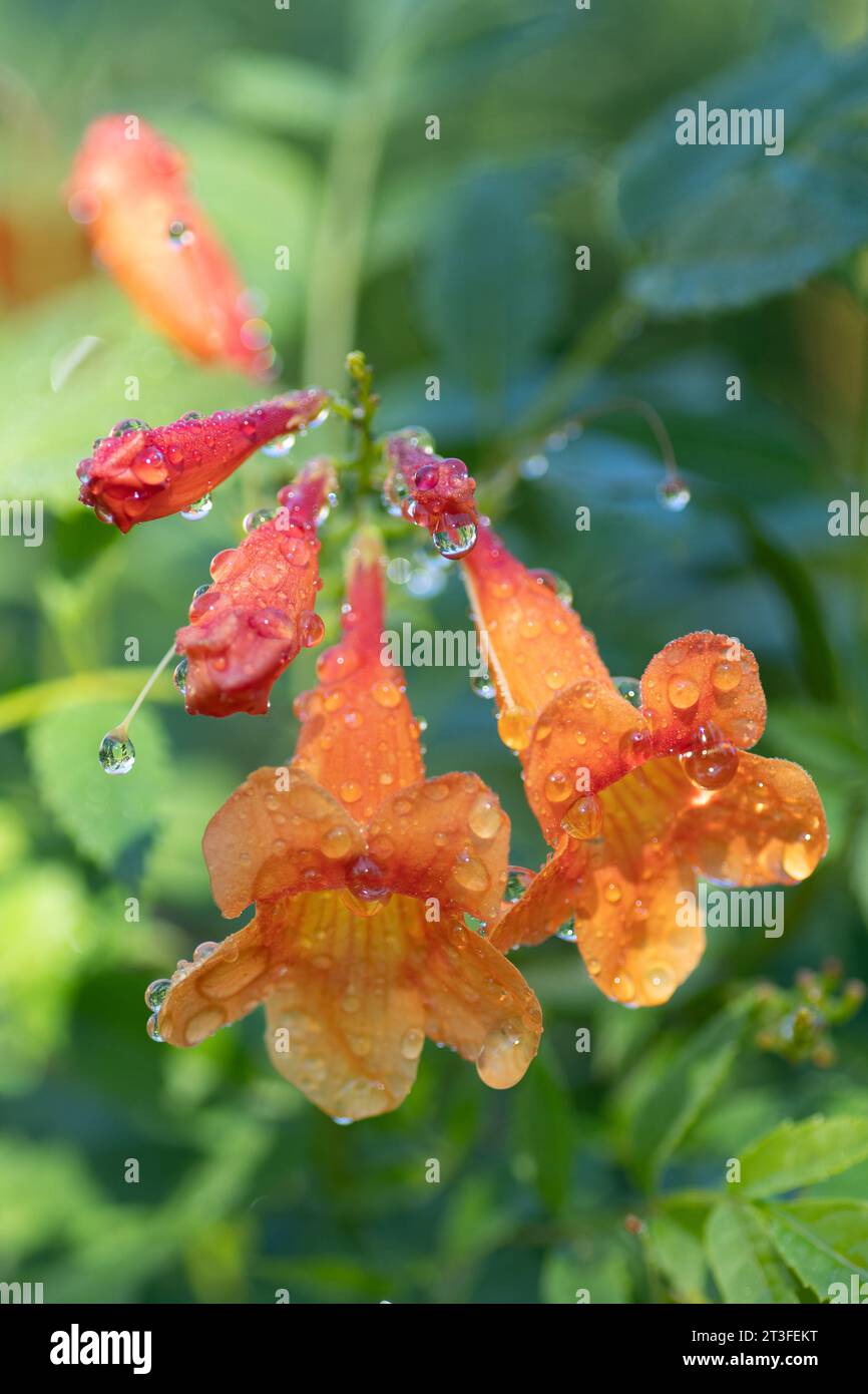 Fiori d'arancio di Esperanza, Tecoma x Solar Flare, che crescono in un giardino del Texas in estate. Foto Stock