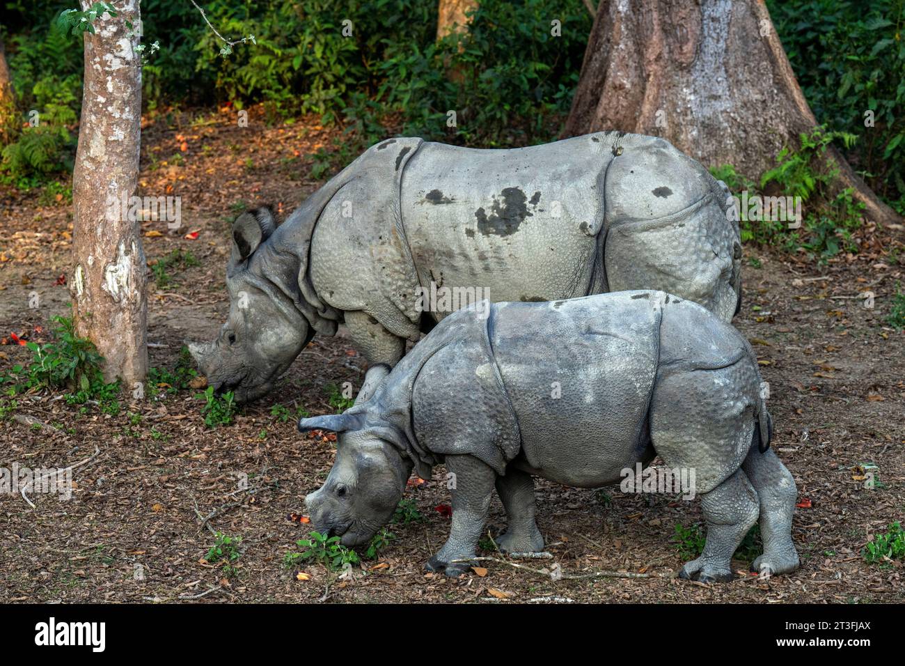 Nepal, provincia di Terai, Parco Nazionale di Chitwan, rinoceronte con una sola corna Foto Stock