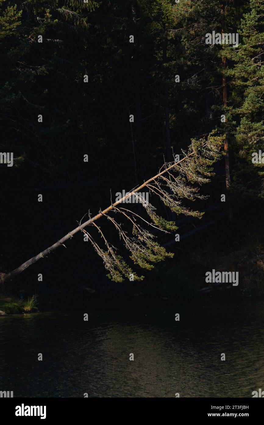 Un pino sospeso sull'acqua in un lago. Foto Stock