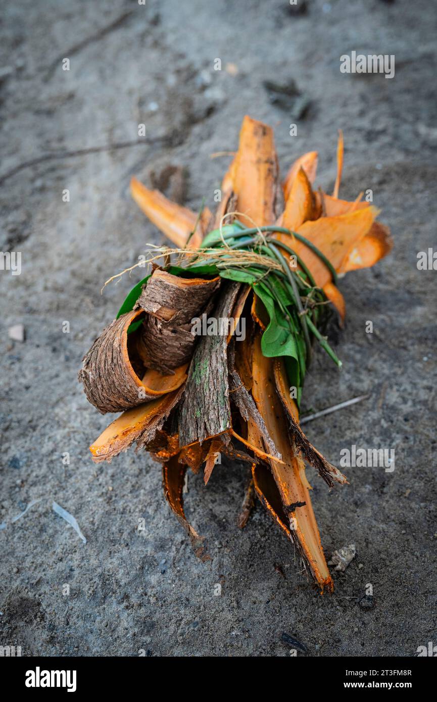 Camerun, zona sud, distretto oceanico, Kiribi, piante medicinali usate dai Pigmei Foto Stock