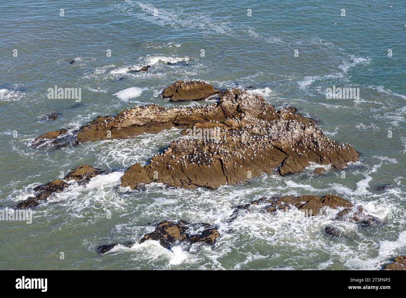 Francia, Vendee, St Hilaire de Riez, gabbiani sulle rocce di Pill'Hours con bassa marea (vista aerea) Foto Stock