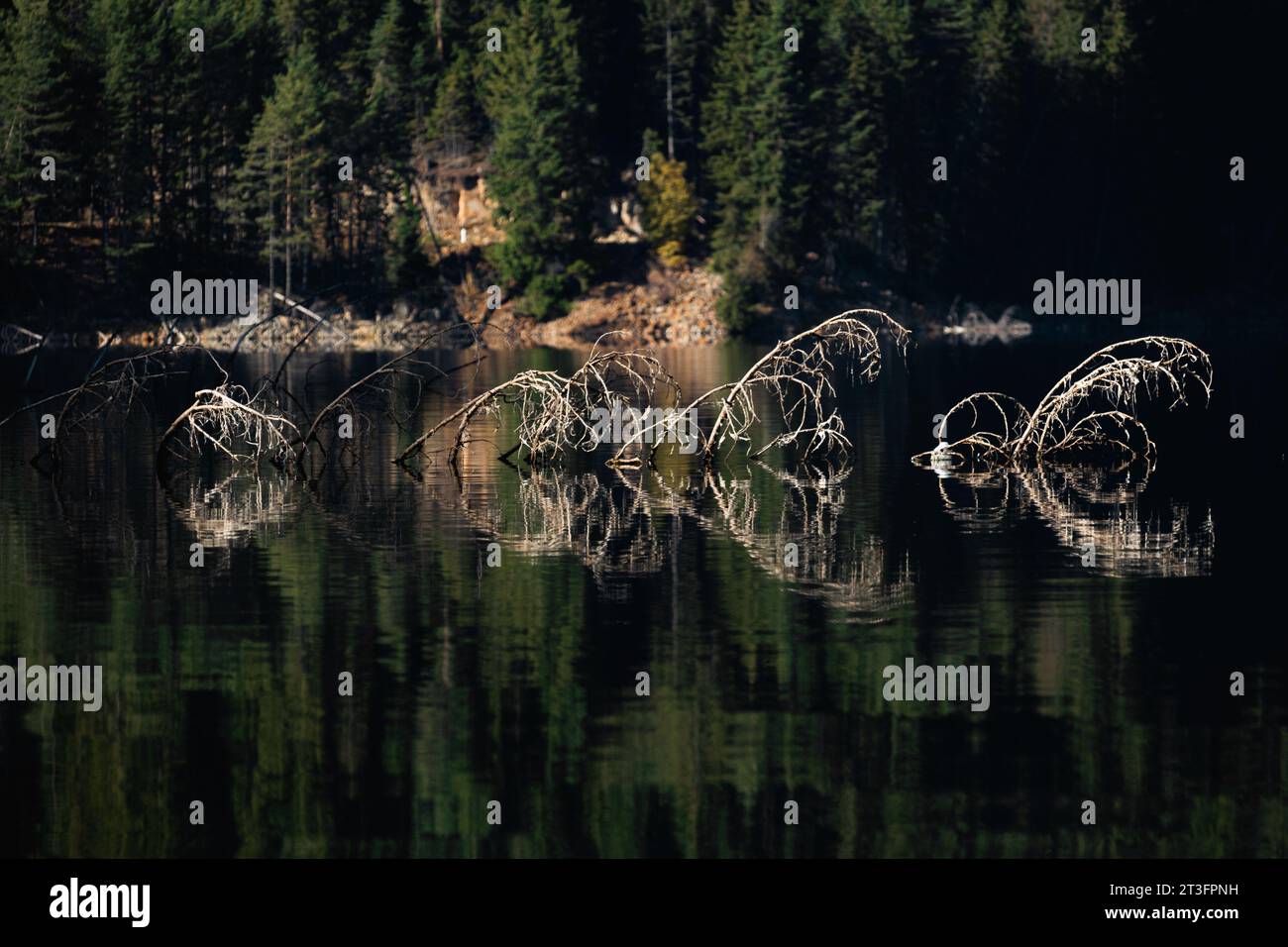 Albero affondato con i suoi rami sopra l'acqua di un grande lago. Foto Stock
