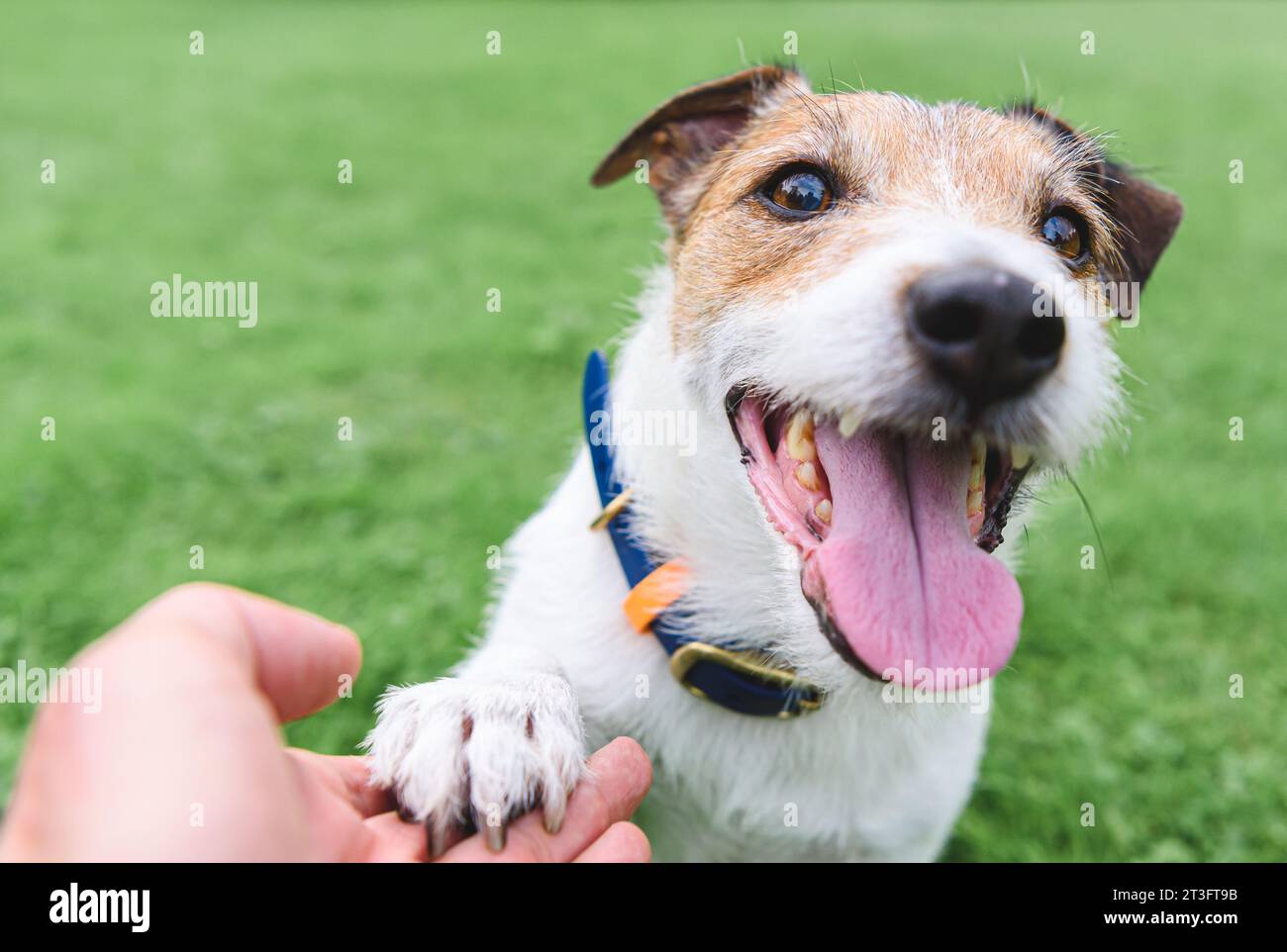 Persona con una zampa di cane sorridente felice. Trucchi di base per l'addestramento dei cani. Foto Stock