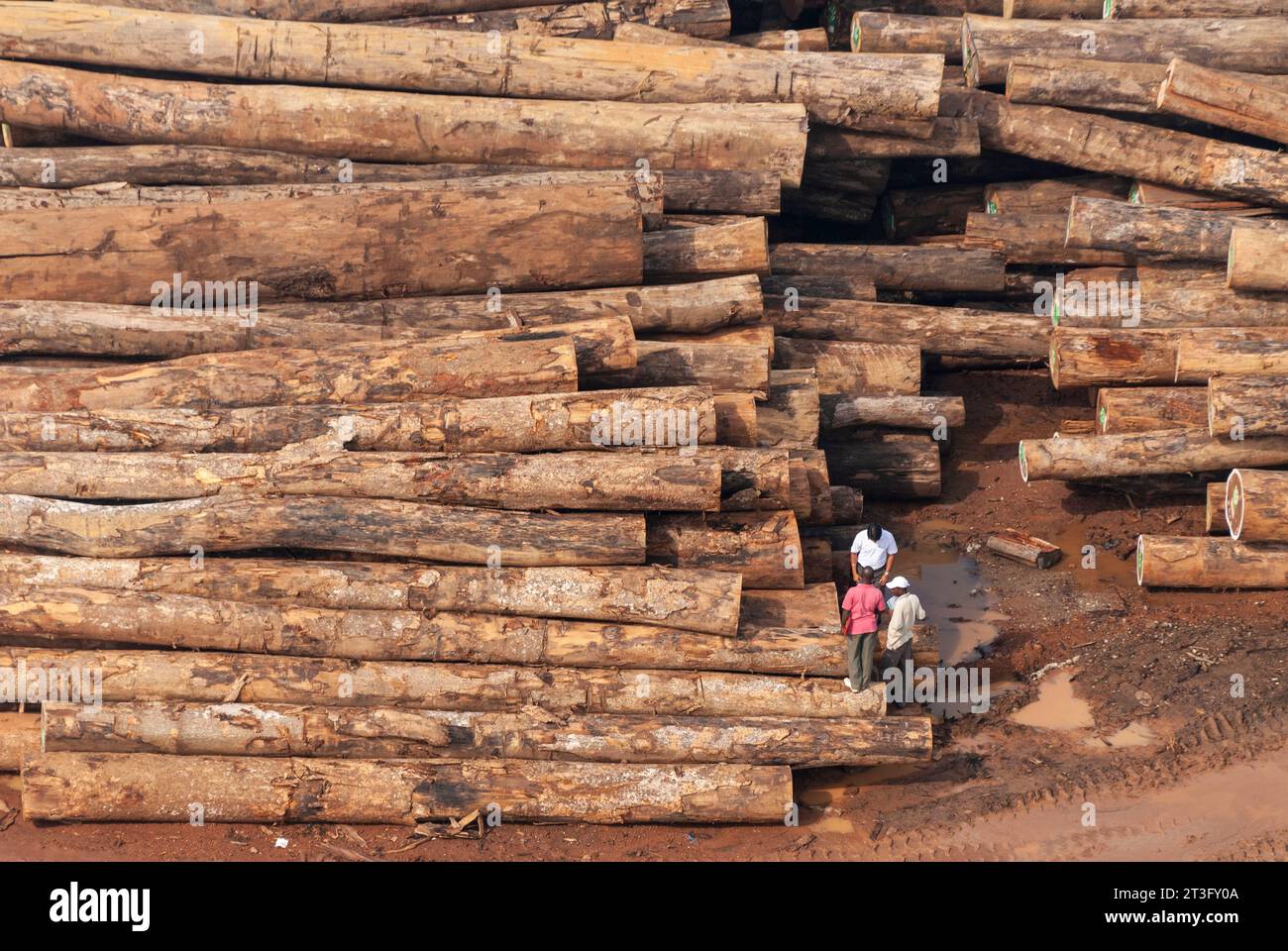 Gabon, Libreville, estuaire District, industria del legno, tronchi (vista aerea) Foto Stock