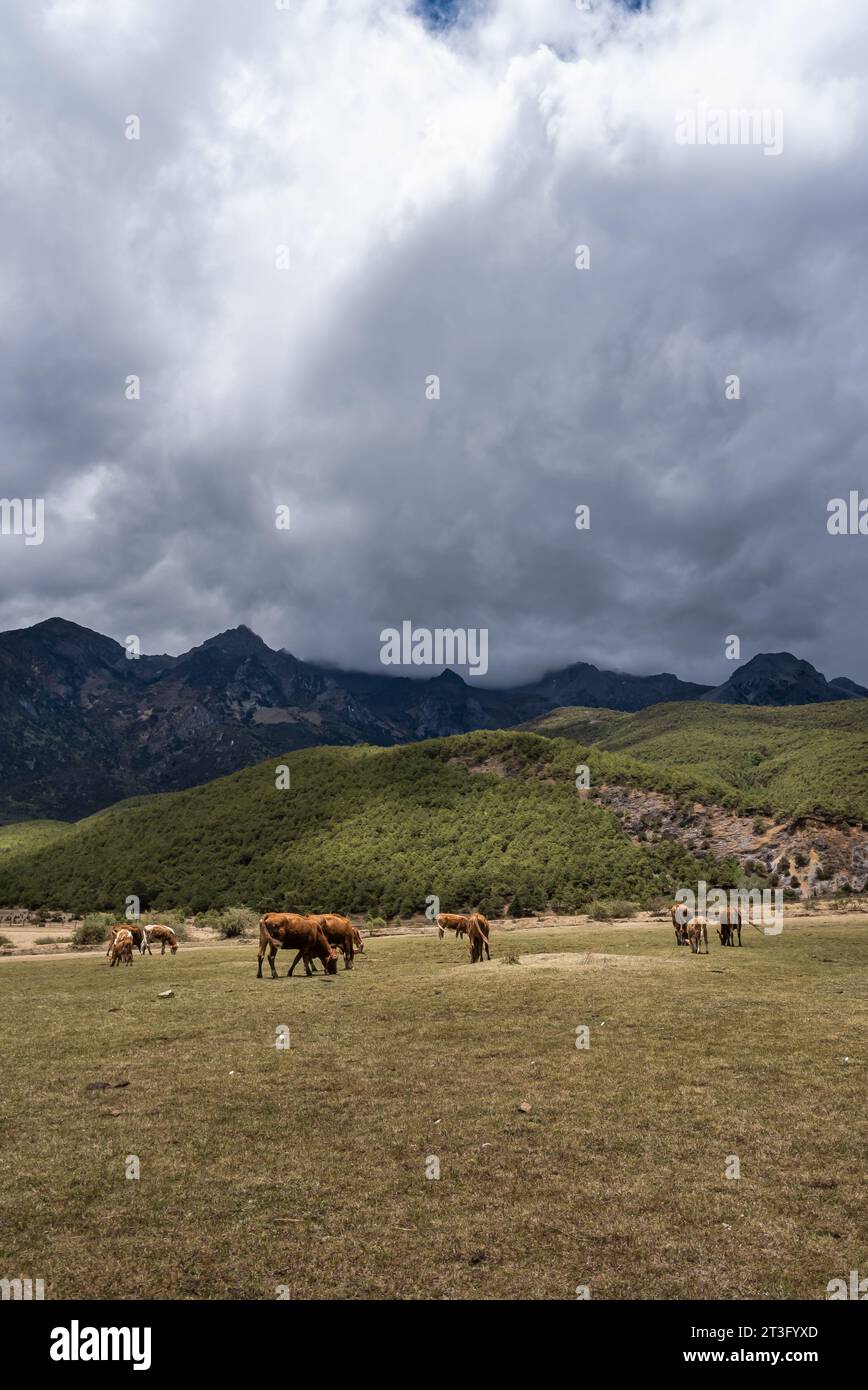 Allevamento di bovini e ovini in condizioni di chiusura di nuvole scure Foto Stock