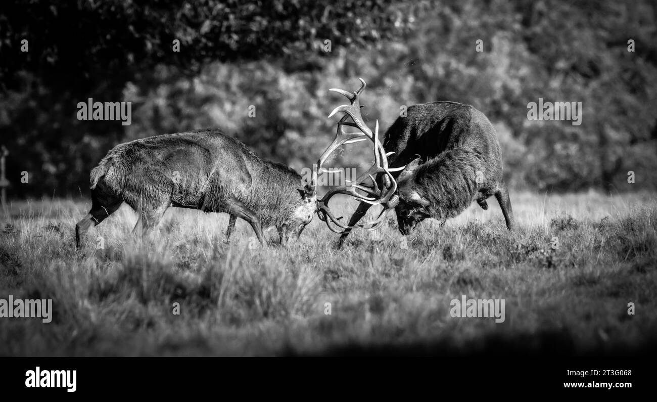 Meglio restare nascosti, durante l'ultima stagione questi cervi sono molto agitati. Questa era una cattura di un cervo dal mio nascondiglio. Foto Stock