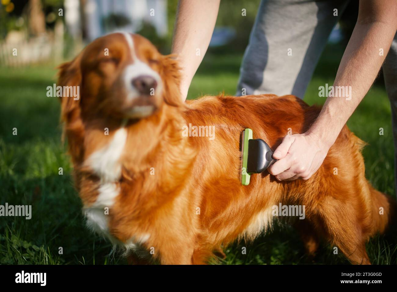 Cura di routine dei cani. Il proprietario degli animali domestici sta spazzolando la pelliccia del suo retriever. Foto Stock