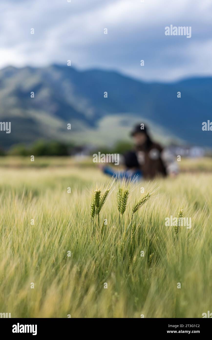 Madre e figlia che giocano tra le onde del grano Foto Stock