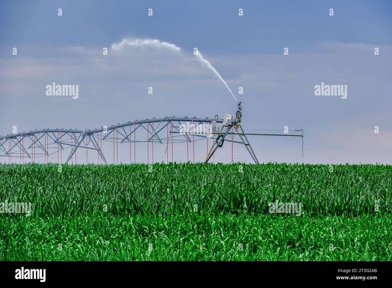Sistema di irrigazione a perno centrale in un campo di mais Foto Stock