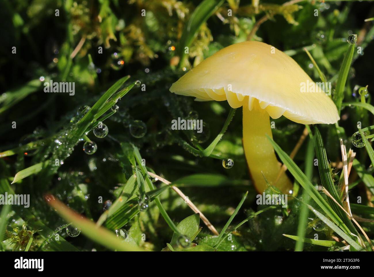 Hygrocybe chlorophana - Limone Waxcap - Macro Foto Stock