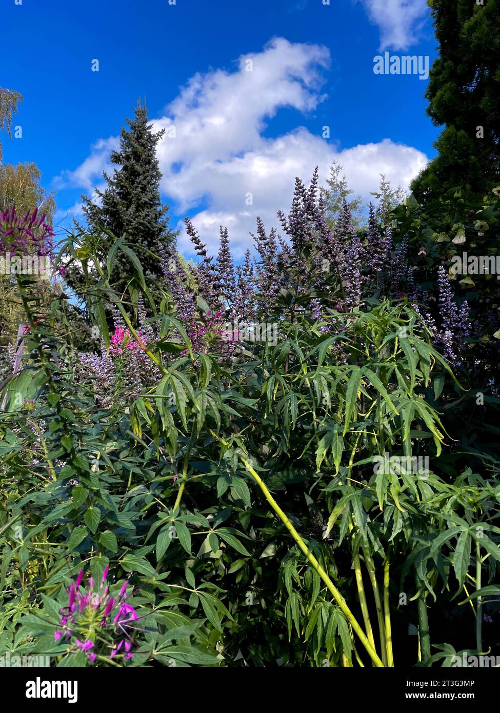 lila Spinnenblume Blüte, Cleome spinosa, mit Cannabis ähnlichem Duft und Aussehen Foto Stock