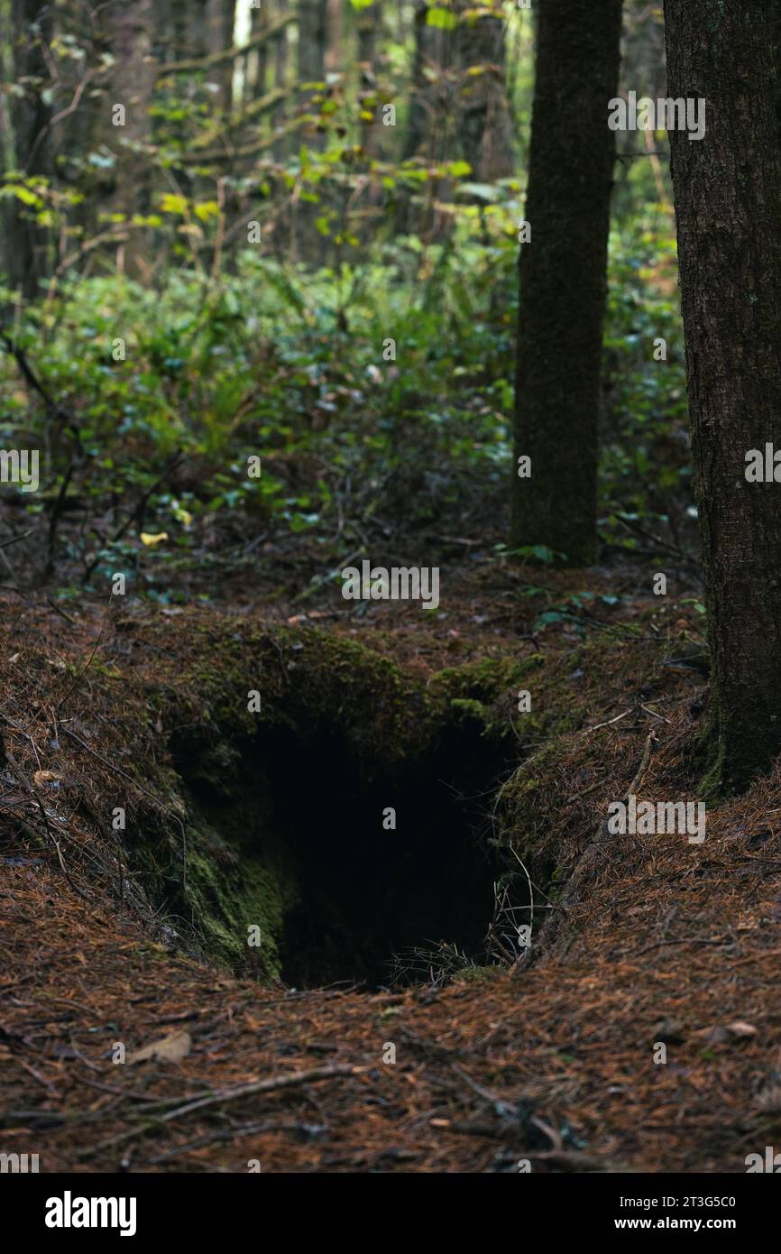Un buco nel terreno che sembra una tomba, in una spettrale foresta oscura. Foto Stock