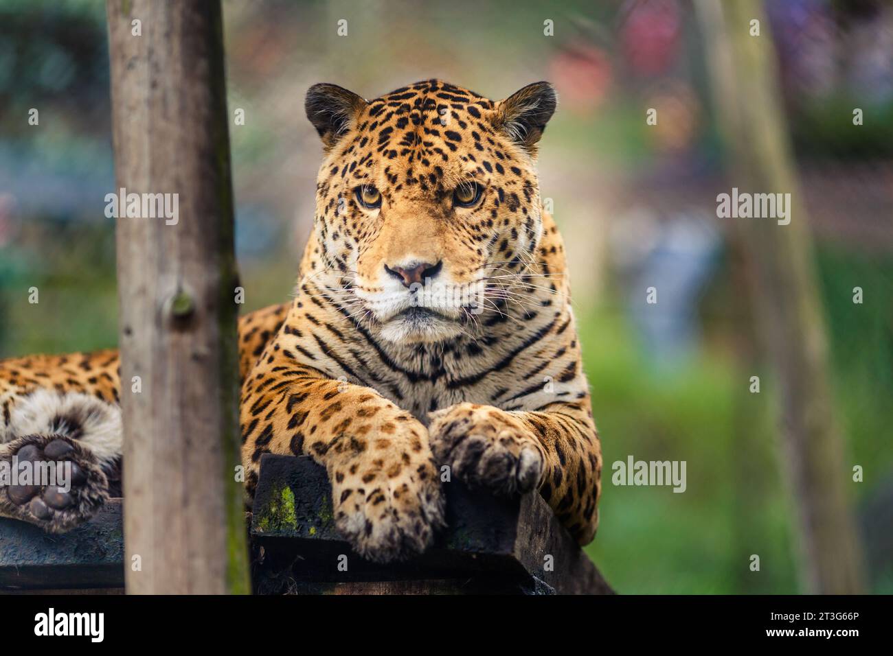 Jaguar, nota anche come Otorongo, è il felino più grande d'America. Foto Stock