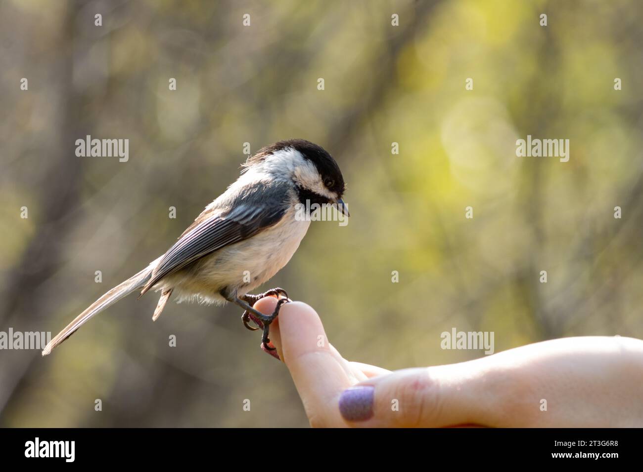 Un chickadee si trova sulla punta delle dita, alla ricerca di qualche seme Foto Stock
