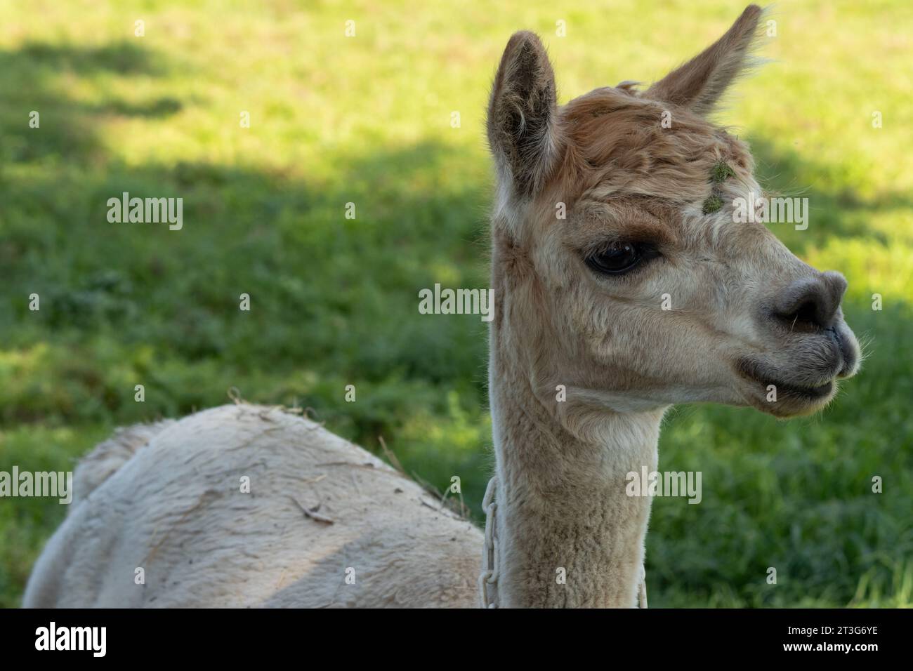 A questo alpaca color crema piace ballare Foto Stock