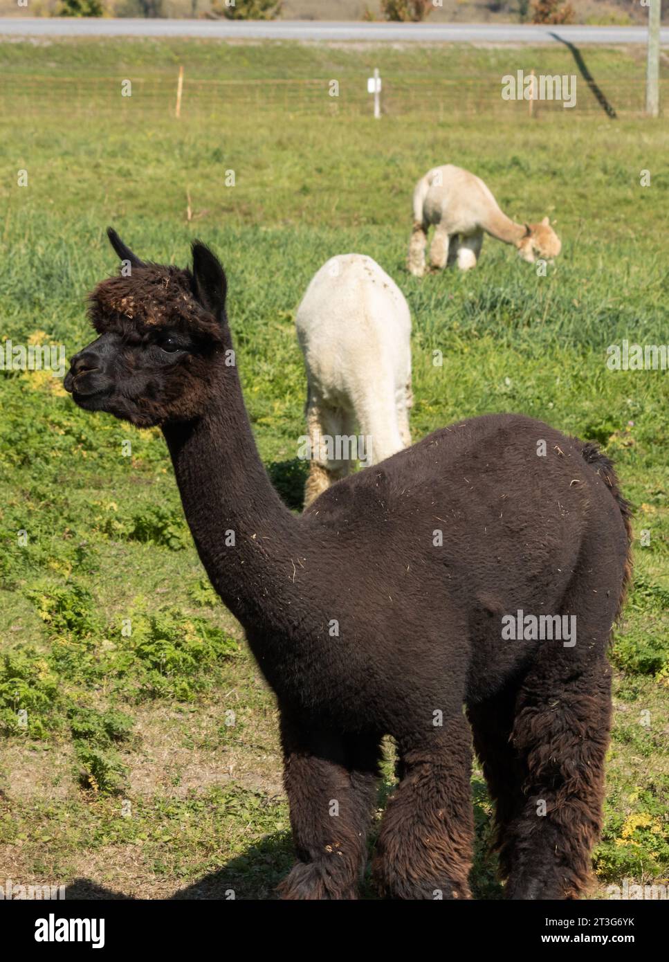 Un protratto di alpaca ebano con alpaca al pascolo sullo sfondo Foto Stock