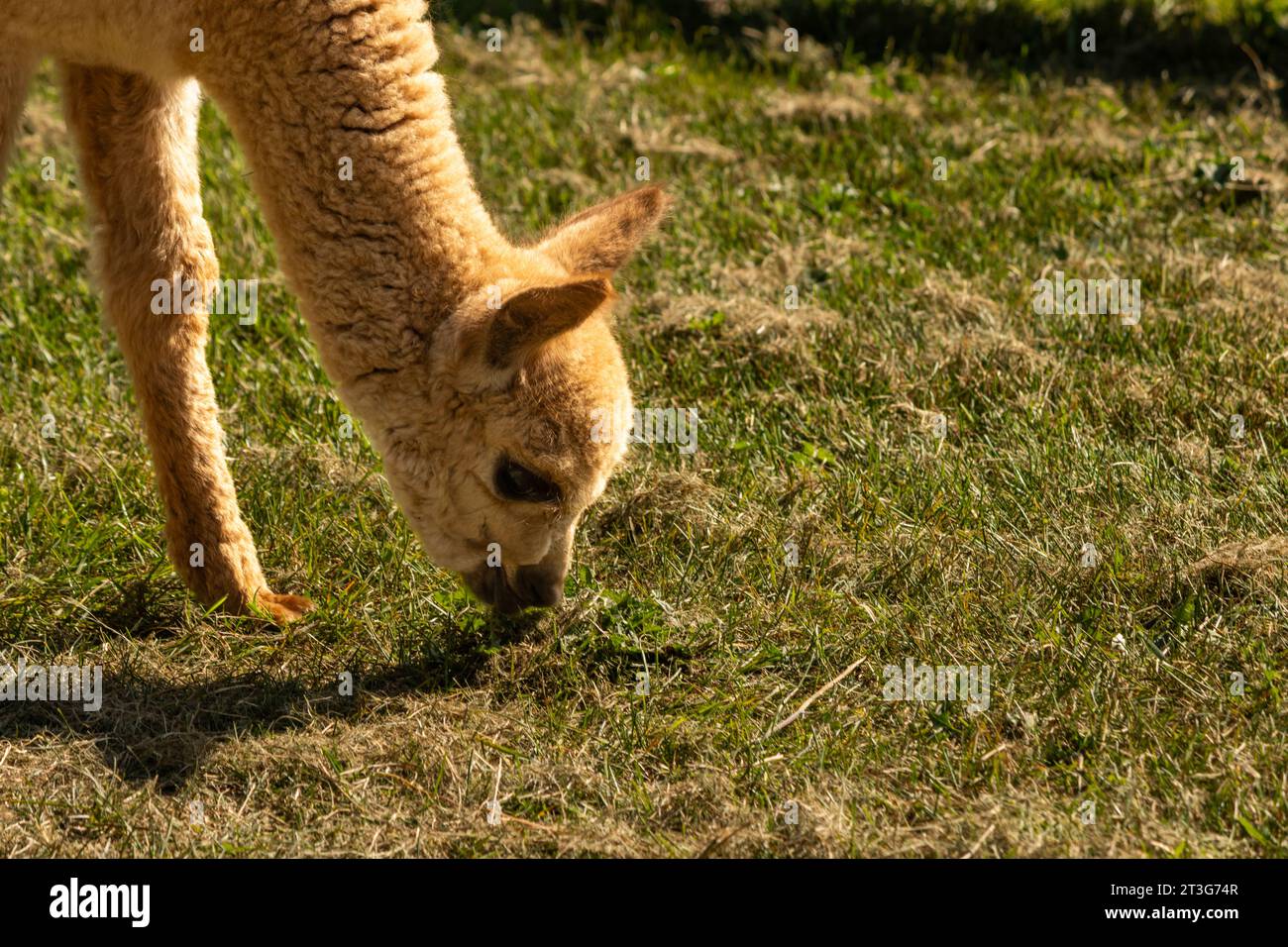 Un piccolo alpaca color caramello pascolava nel campo erboso Foto Stock