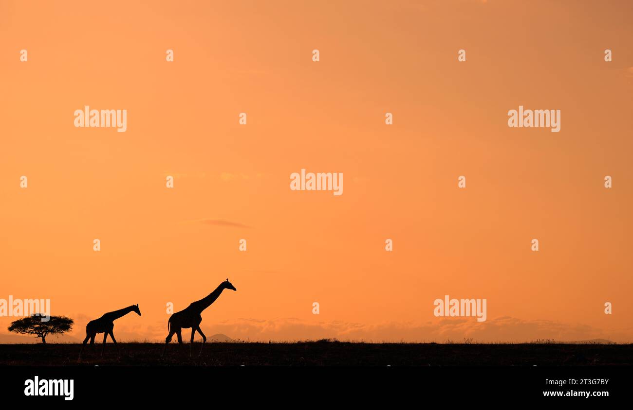 Animali nel Parco Nazionale Maasai Mara, Kenya: Giraffe che camminano e si godono la luce del sole di prima mattina Foto Stock