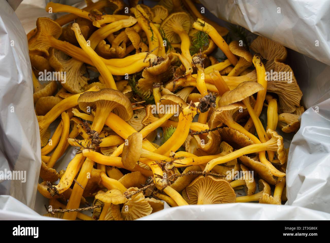 Funghi Yellowfoot appena raccolti e non puliti in un sacchetto di plastica, primo piano. Foto Stock