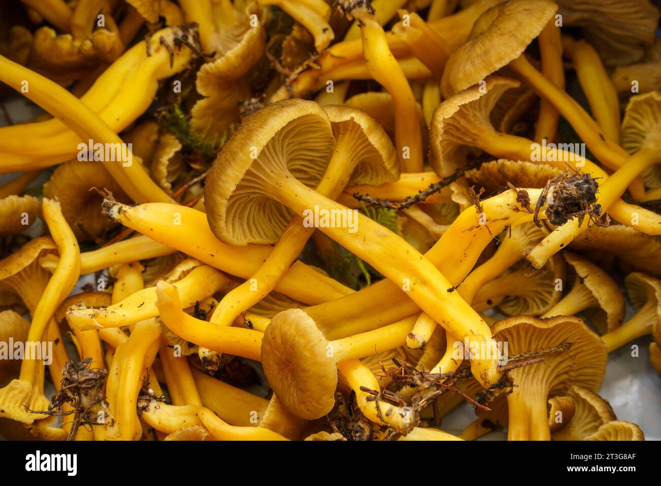 Funghi Yellowfoot appena raccolti, non puliti, da vicino. Foto Stock