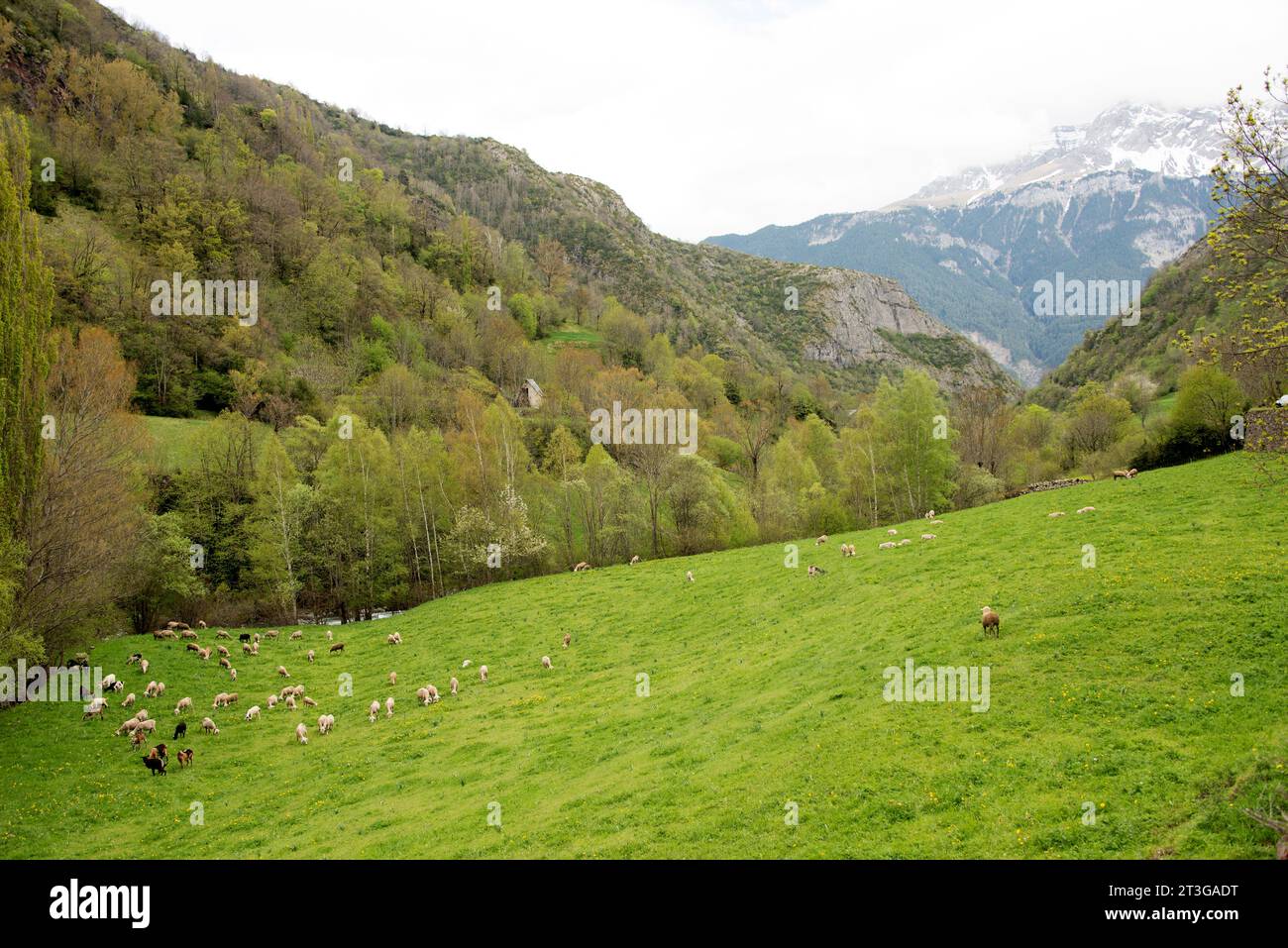 Valle di Chistau, Parco Naturale Posets Maladeta, Sobrarbe, provincia di Huesca, Aragona, Spagna. Foto Stock