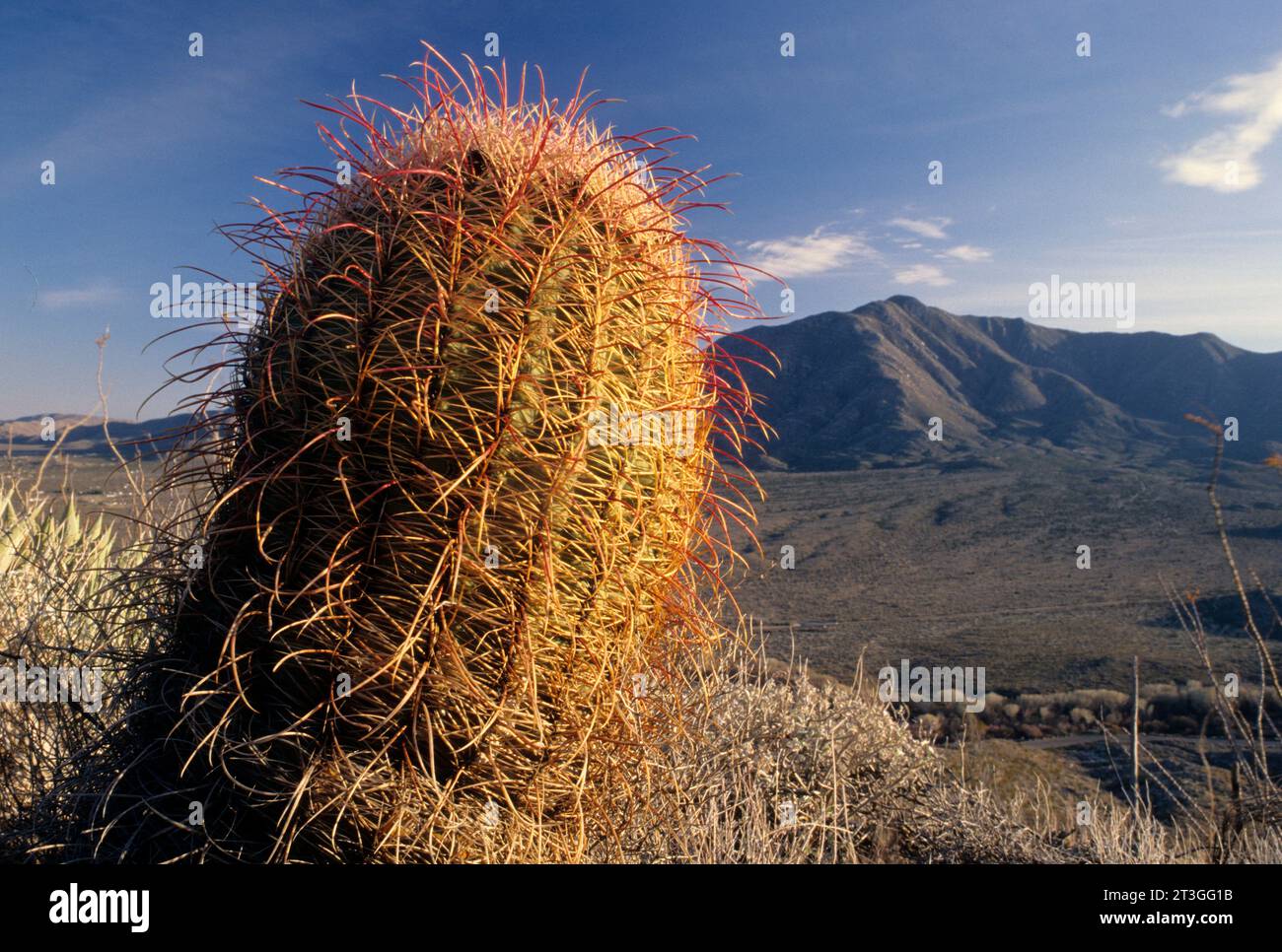 Barrel cactus lungo la Pacific Crest Trail, Anza Borrego Desert State Park, California Foto Stock