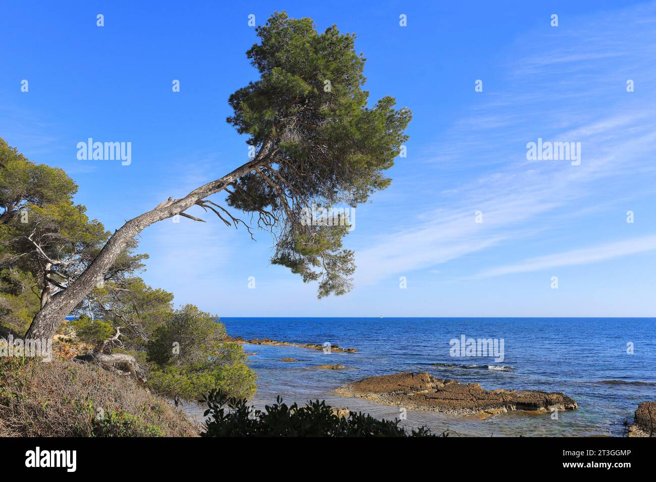 Francia, Alpes Maritimes, Cannes, isole di Lerins, isola di Sainte Marguerite, costa selvaggia Foto Stock