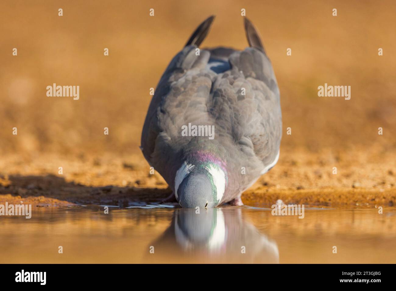 Europa, Spagna, Castilla, Penalajo, piccione di legno comune o piccione di legno comune (Columba palumbus), a terra, bevendo in un pozzo d'acqua Foto Stock