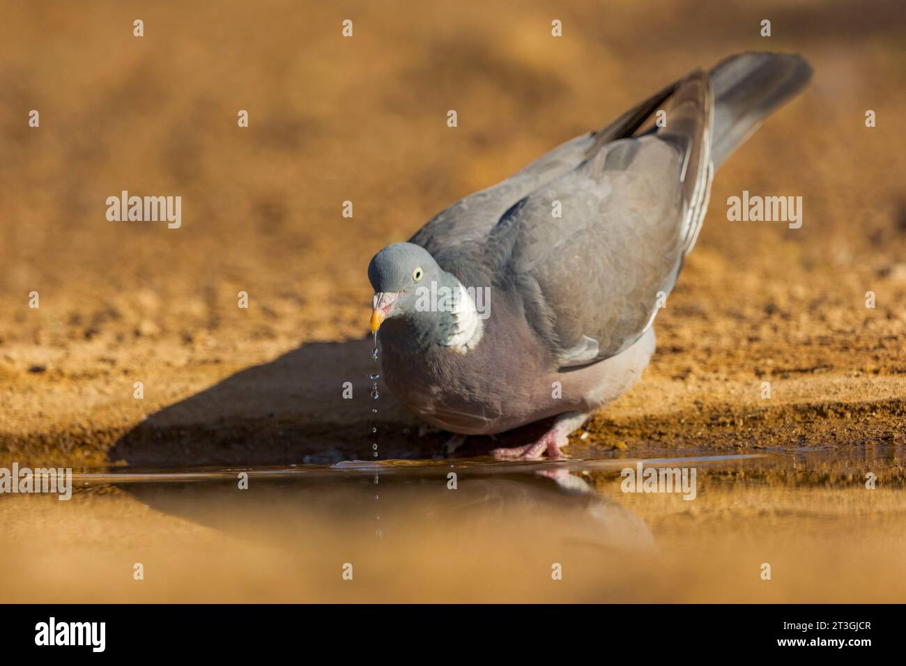 Europa, Spagna, Castilla, Penalajo, piccione di legno comune o piccione di legno comune (Columba palumbus), a terra, bevendo in un pozzo d'acqua Foto Stock