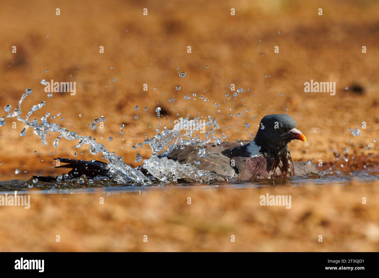 Europa, Spagna, Castilla, Penalajo, piccione di legno (Columba palumbus), a terra, facendo il bagno in un pozzo d'acqua Foto Stock